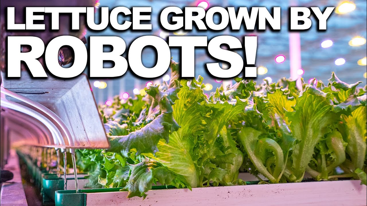 HYDROPONIC LETTUCE | How Does it Grow?