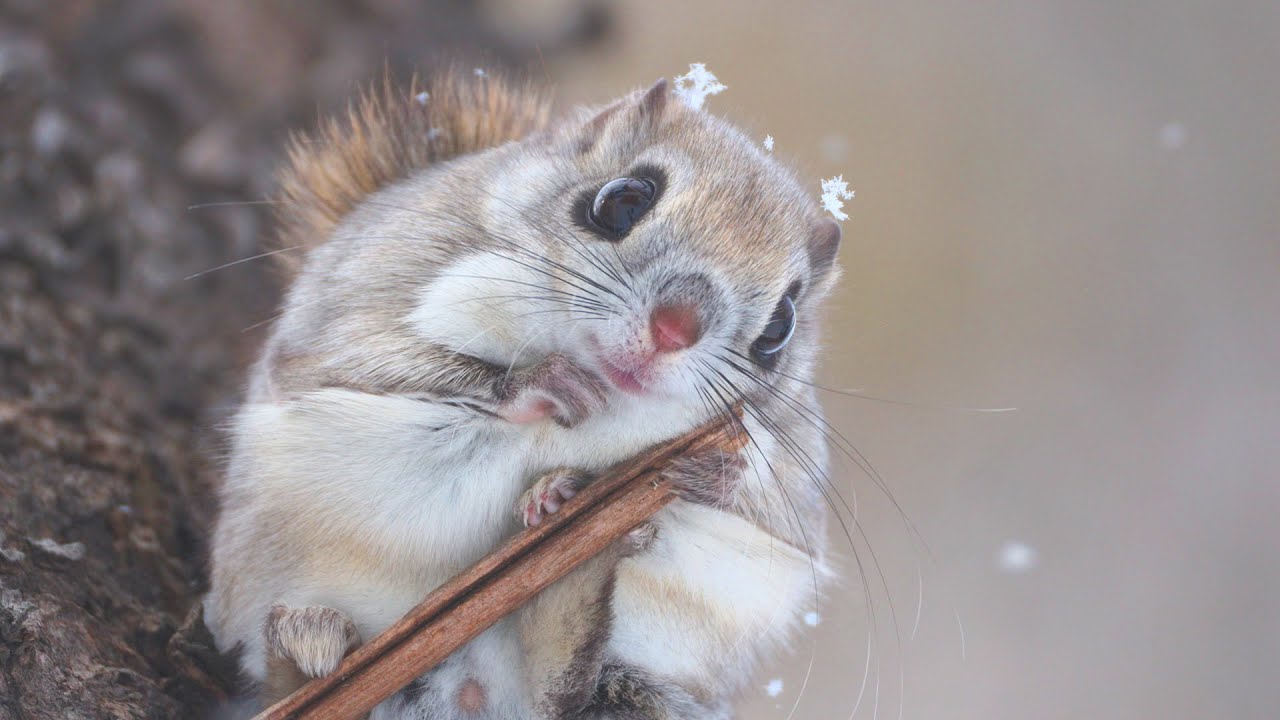 ふわふわ雪とモモンガの恋
