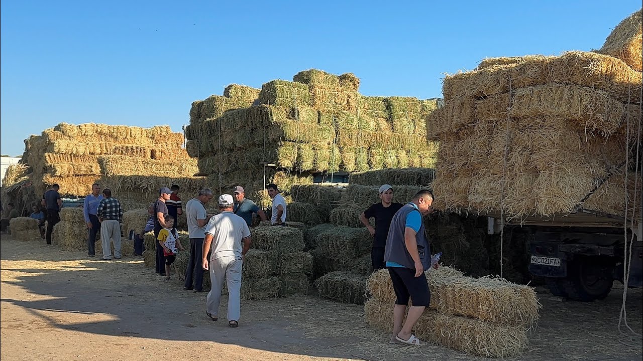 ЕМ ХАШАК БУҒДОЙ КУНЖАРА КЕПАК БЕДА САМОН НАРХЛАРИ 20-ИЮЛ УРГАНЧ ҒОЙБУ ЕМ БОЗОРИ !!! XORAZM SAVDO