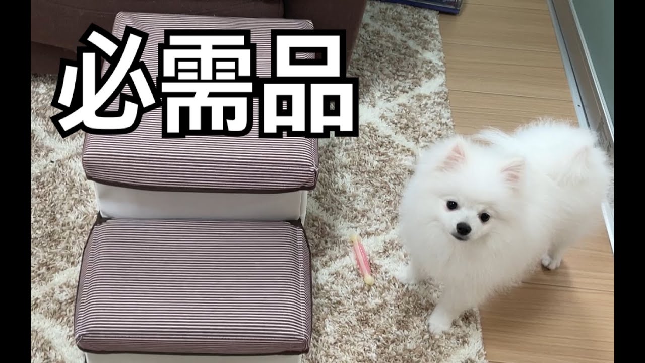 【子犬必需品】子犬ポメラニアンを飼って必須だったグッズ19個解説！