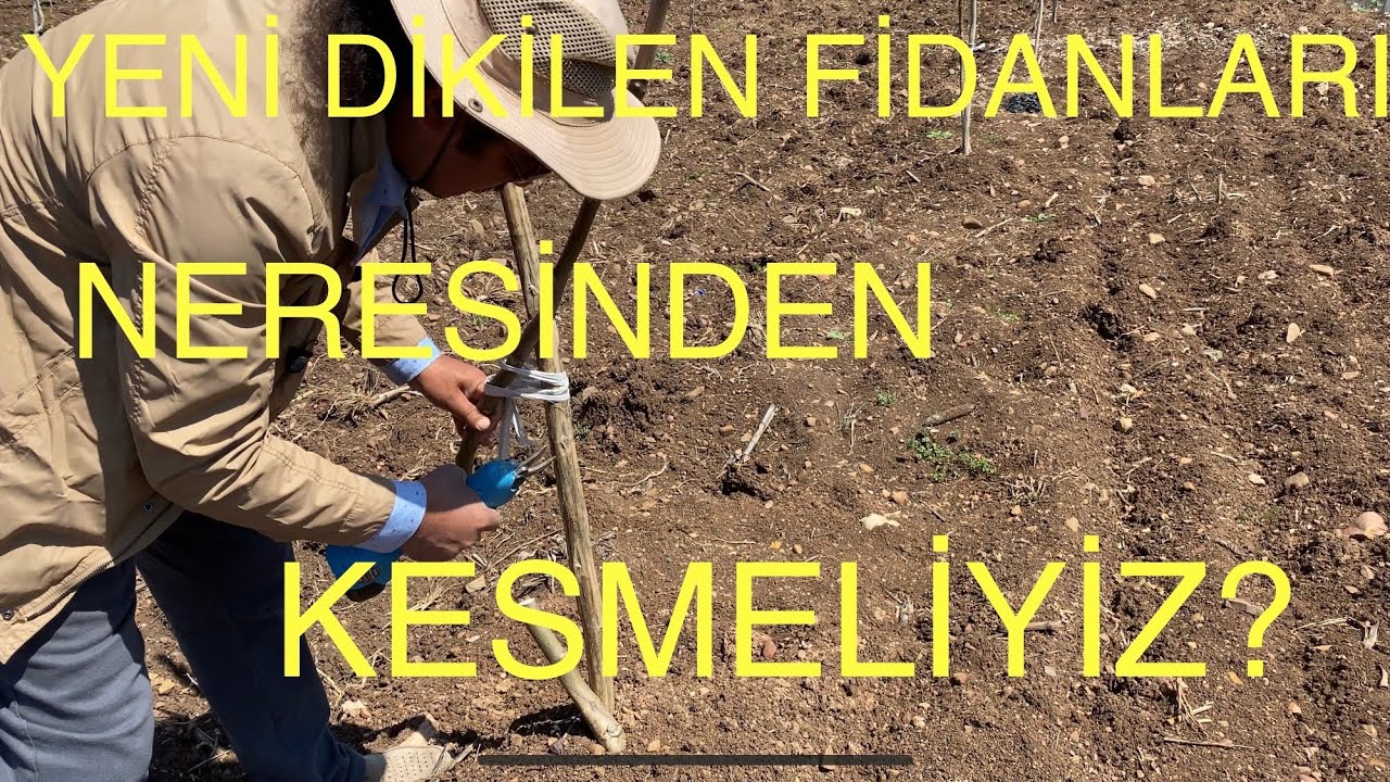 KORKMAYIN..! KESMEKTEN KORKMAYIN. YENİ DİKİLEN FİDANLARI NEREDEN KESMELİYİZ? Ceviz Adam Ahmet
