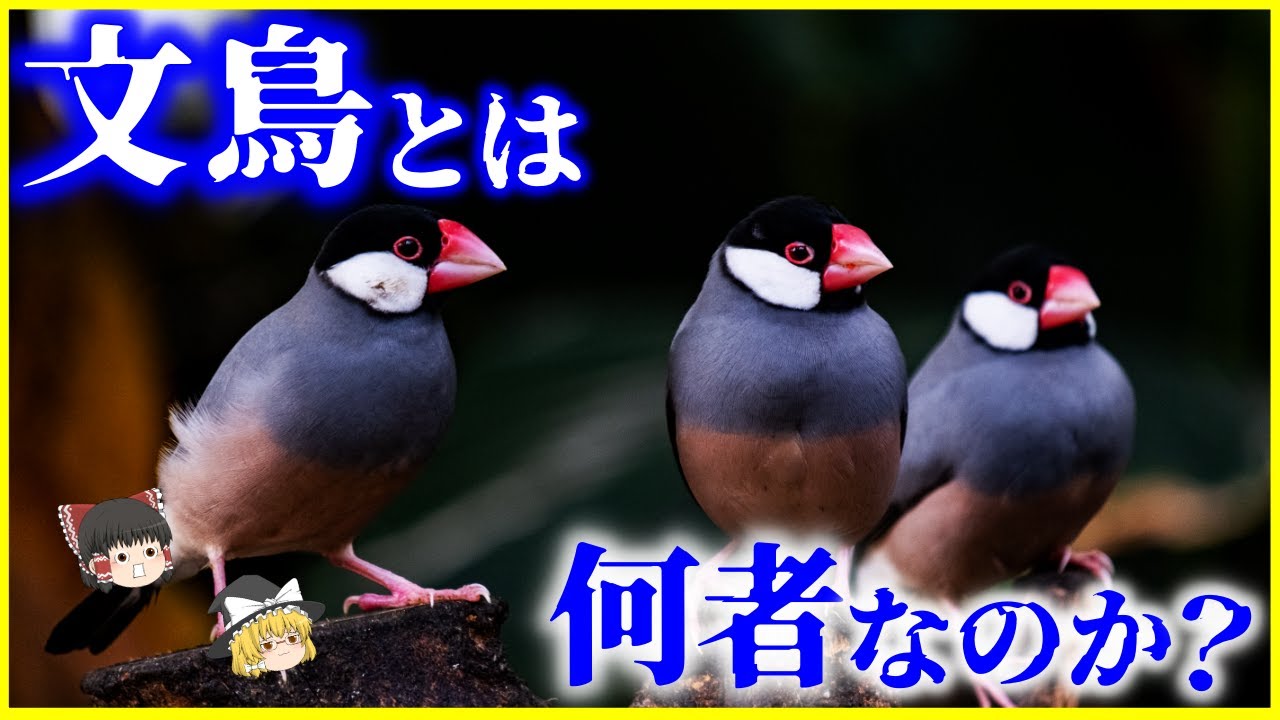 【ゆっくり解説】実は絶滅危惧種!?「文鳥」とは何者なのか？を解説/文鳥が人に懐く理由とは？