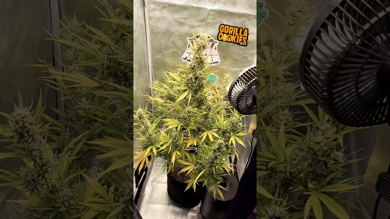 Gorilla Cookies Auto 🦍🍪                          @FastBudsGenetics