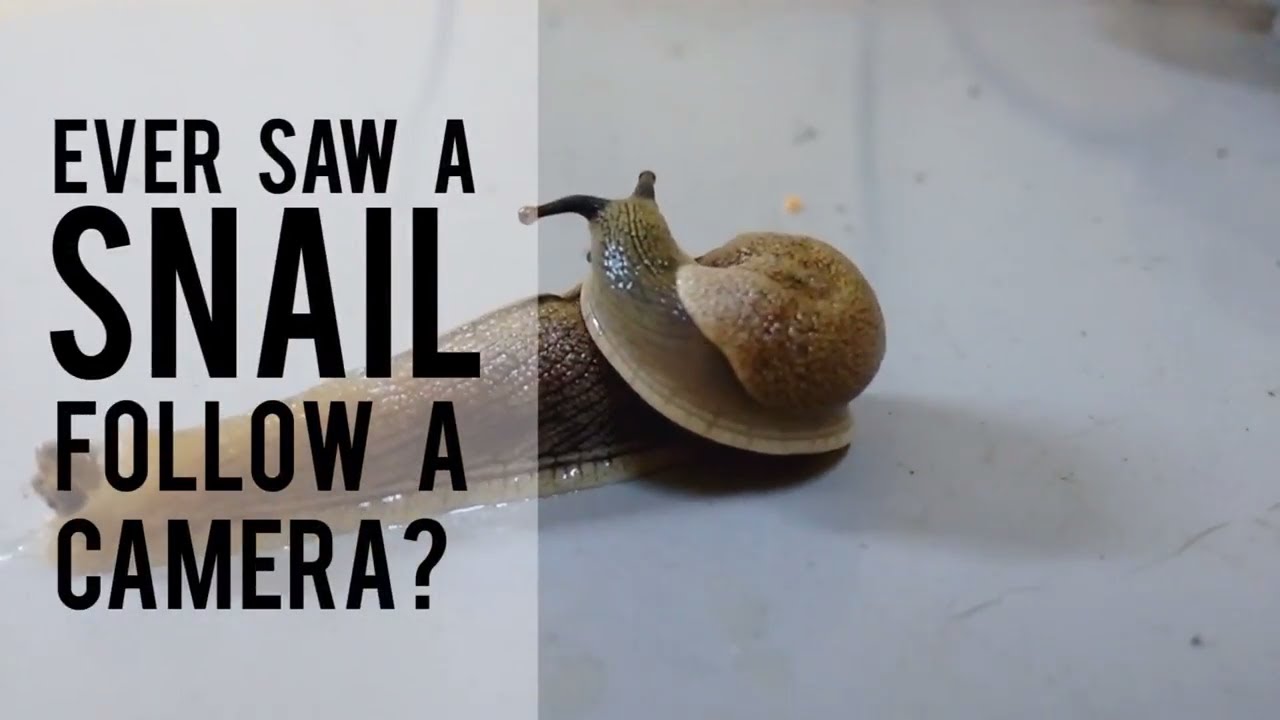 A Snail Followed My Camera! | Snails in Coorg | All About Road Extras