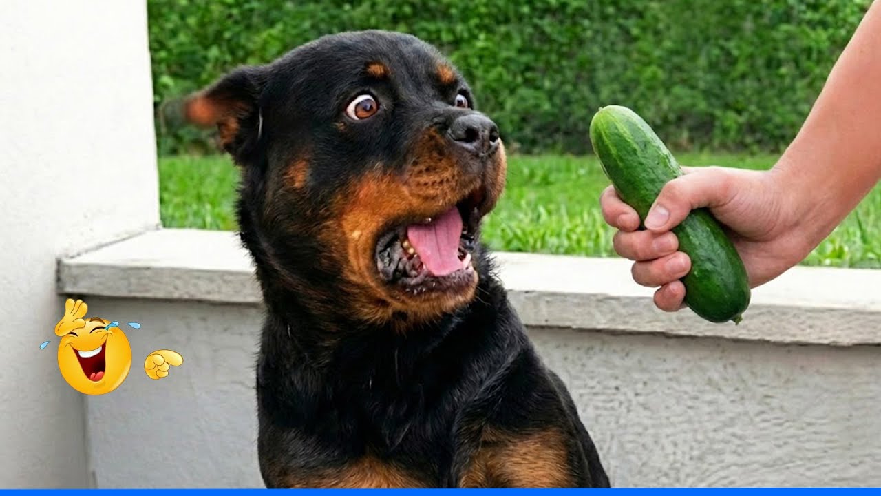 The Funniest Dog Moments Compilation 😹🐶 Best Of The Funny Animal Videos