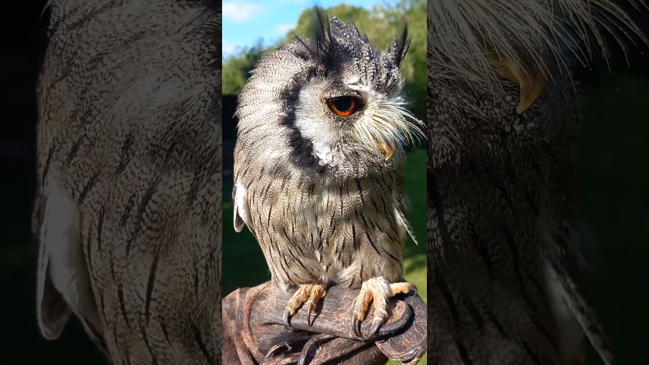 WHITE-FACED SCOPS OWL