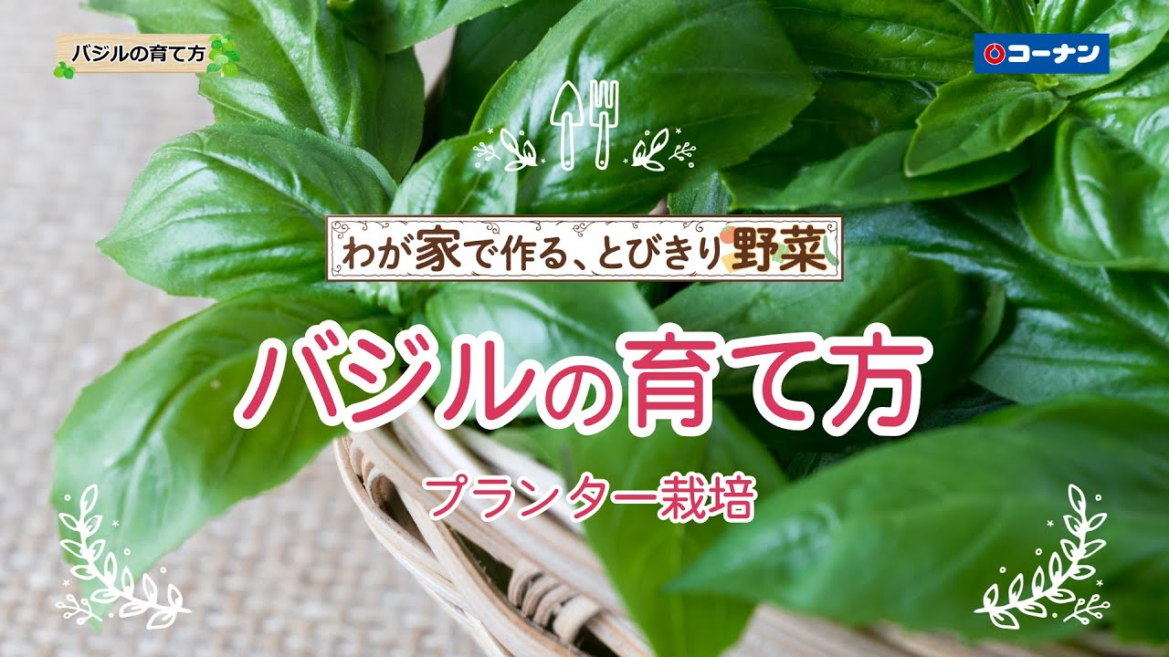 バジルの育て方 【プランター栽培】コーナン