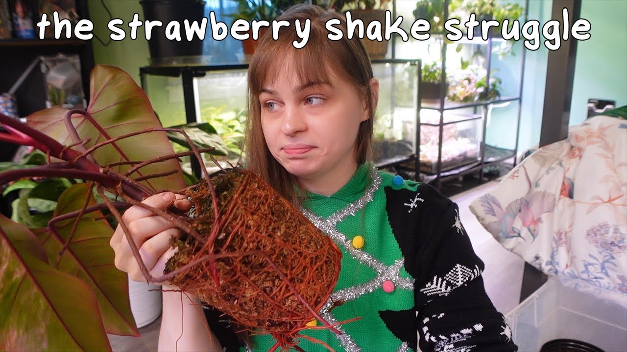 restarting strawberry shakes (this plant hates me)