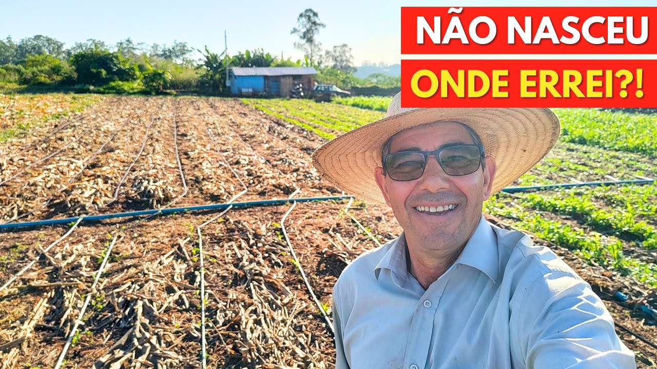Quantos Dias Demora para um PÉ de MILHO Nascer?!