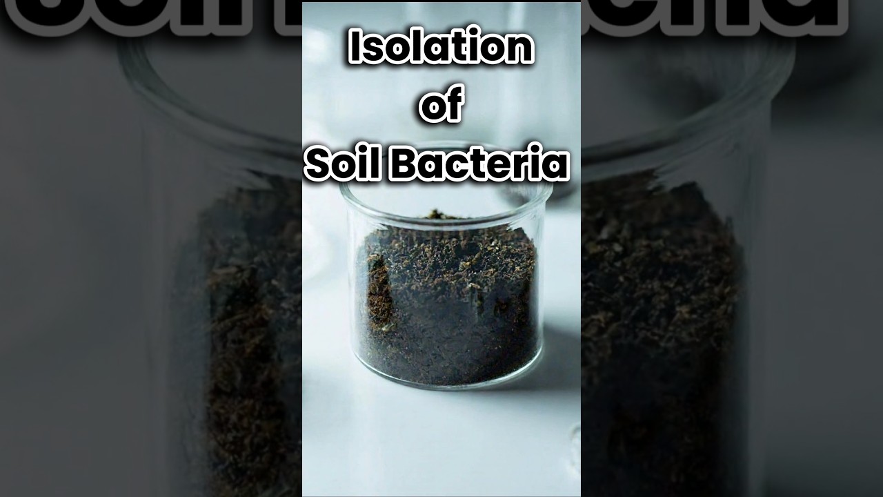 Isolation of Soil Bacteria. 