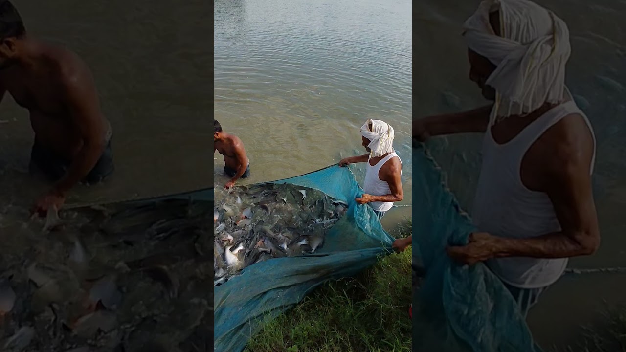 #fishing #youtubeshorts #short #shortvideo #vlog #funny #comedy  #live #like #trending #shorts #fyp