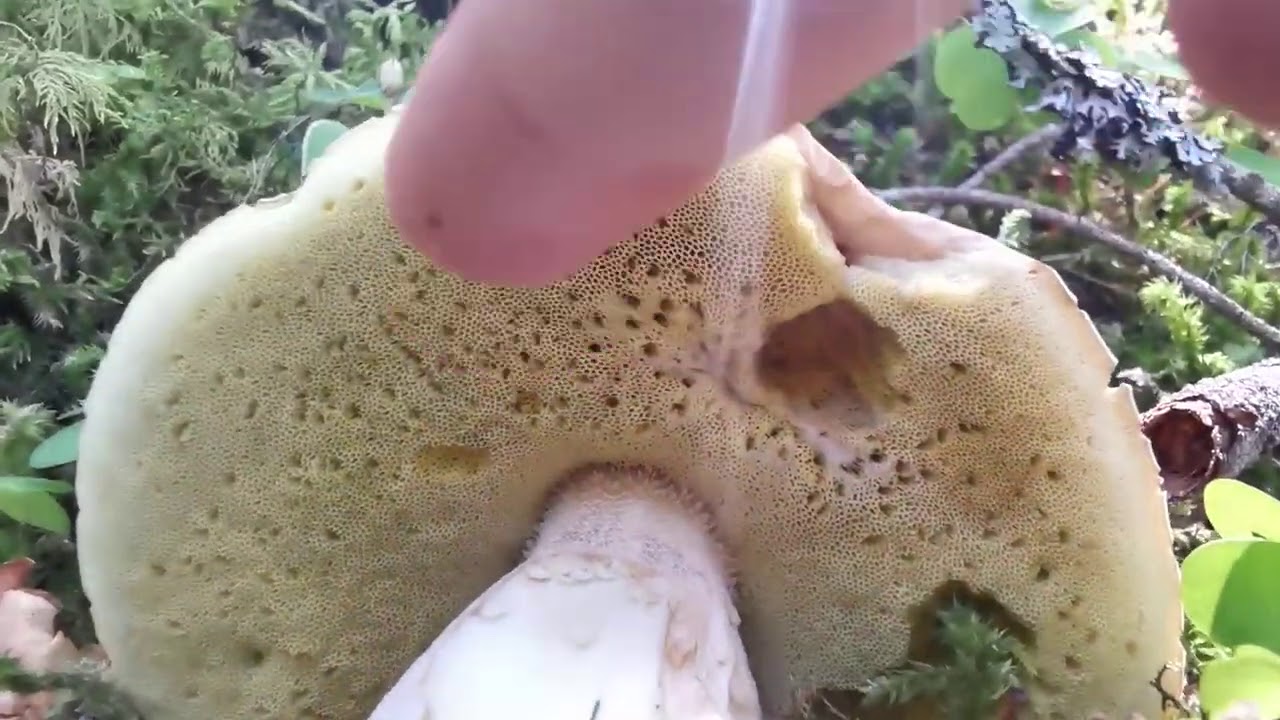 Porcini | Gli 