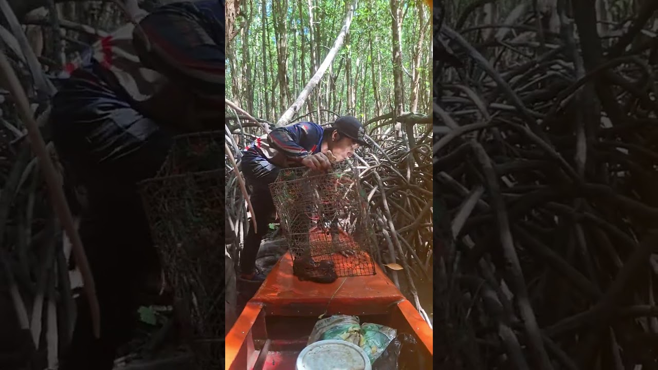 หาปูดำ/ยกลอบep90 5ค่ำ.           #หาปูในป่าชายเลน #viralvideo #เทรนด์วันนี้ 
