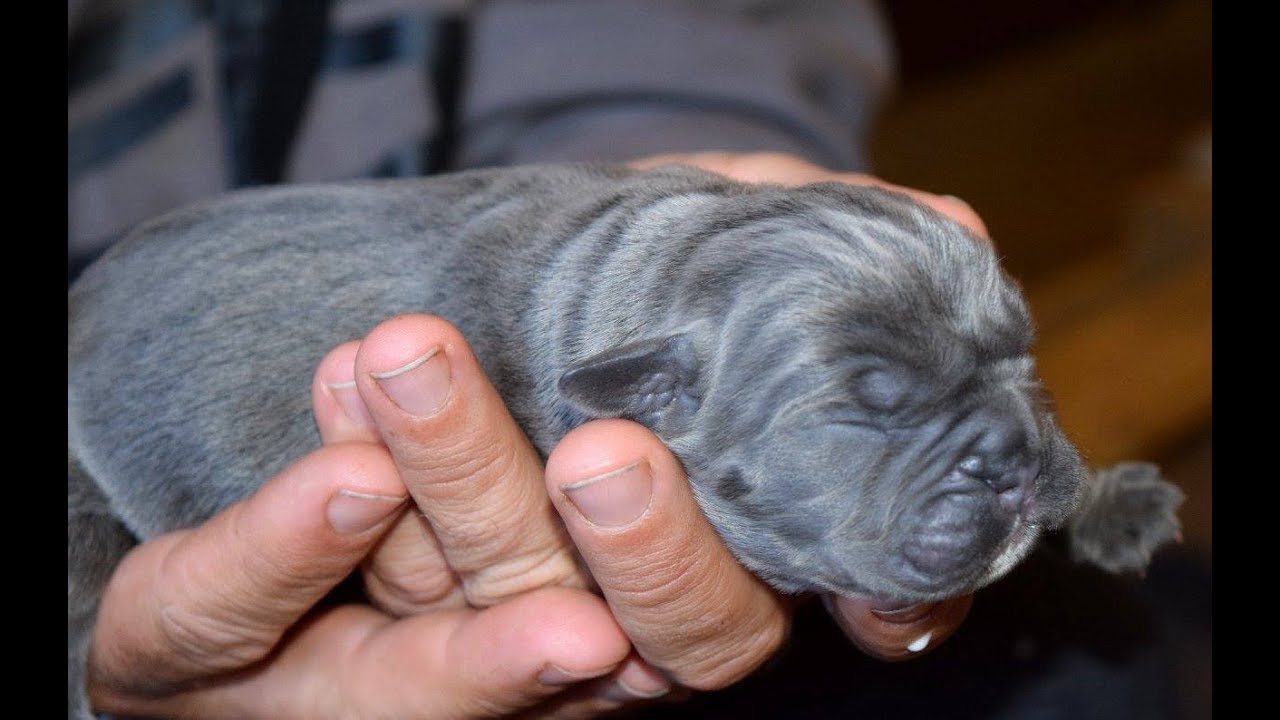 How I Got Myself a Cane Corso Puppy
