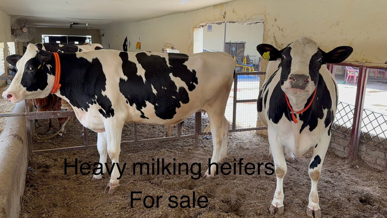 Competition level 🏆One of the latest denmark 🇩🇰 semen  generation heffers 🐄 for sale