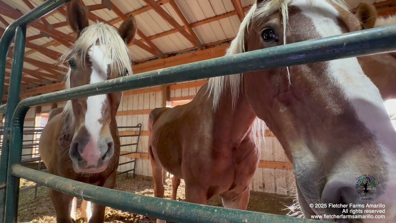 Part 5-Update on 5 of the Belgian Draft Horses rescued from shipping to slaughter in September 2024