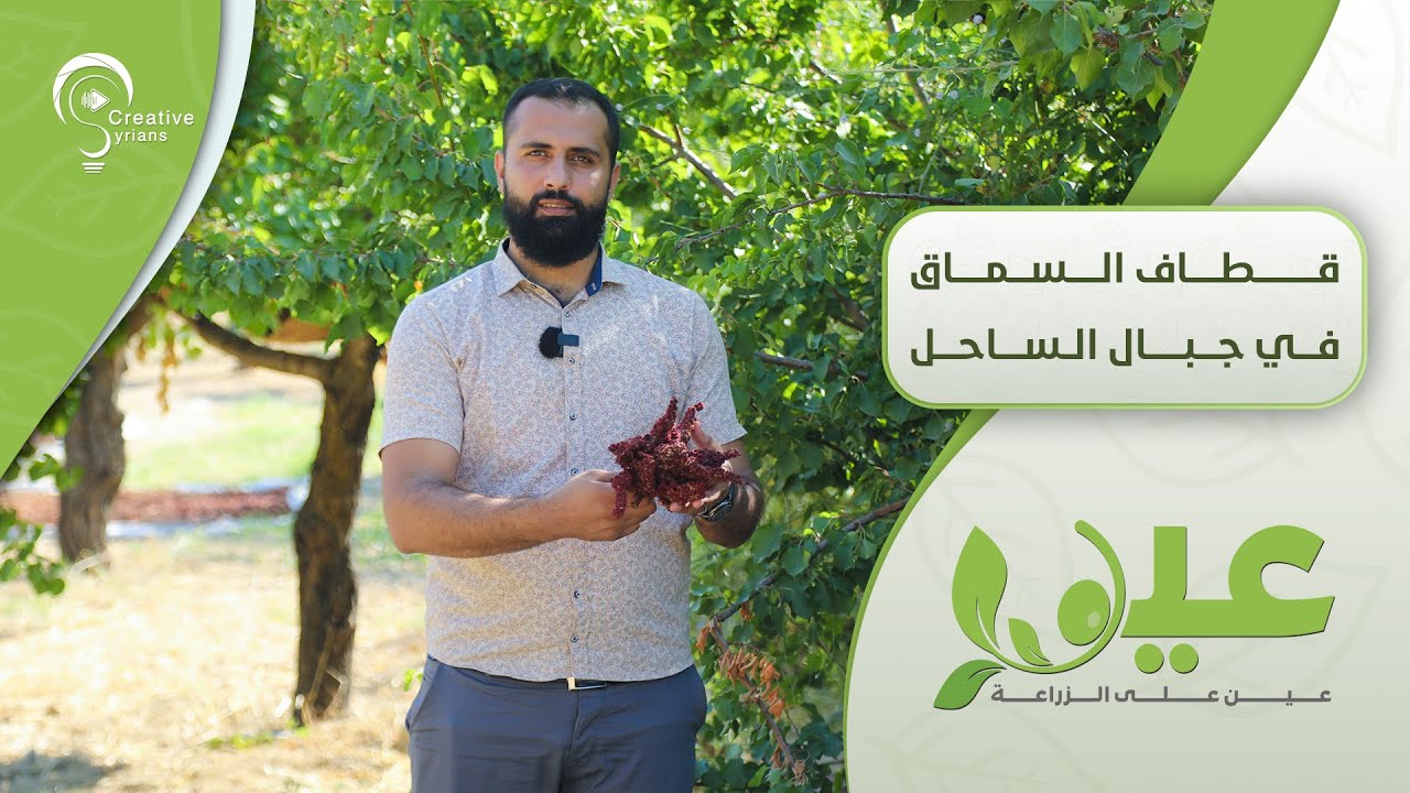 قطاف السماق في جبال الساحل