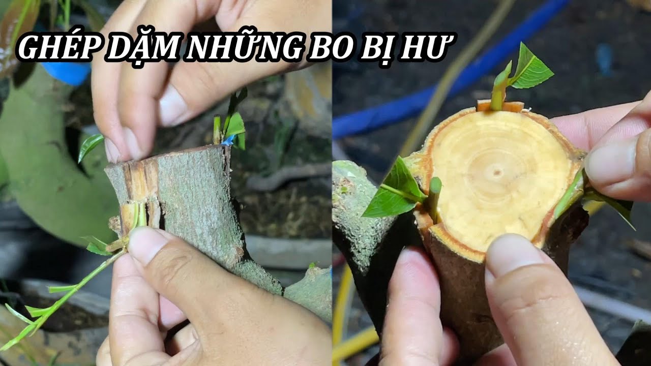 Ghép Dặm Những Bo Bị Hư - Ghép Mai Vàng - Mai Vàng Duy Hiếu