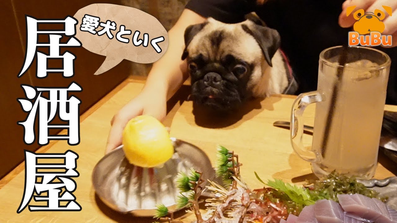 犬同伴OKの居酒屋に行ってみた【パグ犬BuBu】