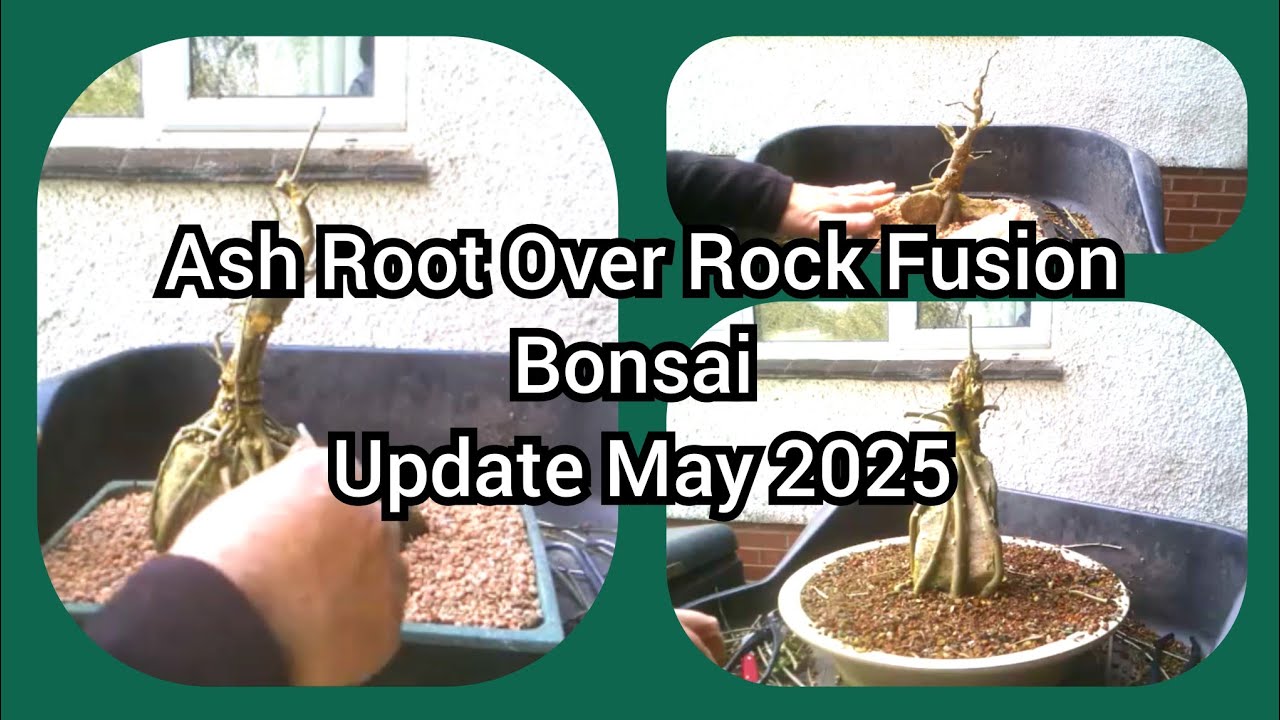 Ash Root Over Rock Fusion Update May 2025