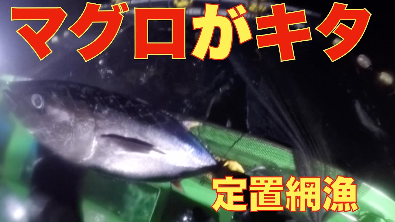 ついにマグロが獲れました！ヤリイカも大漁です。