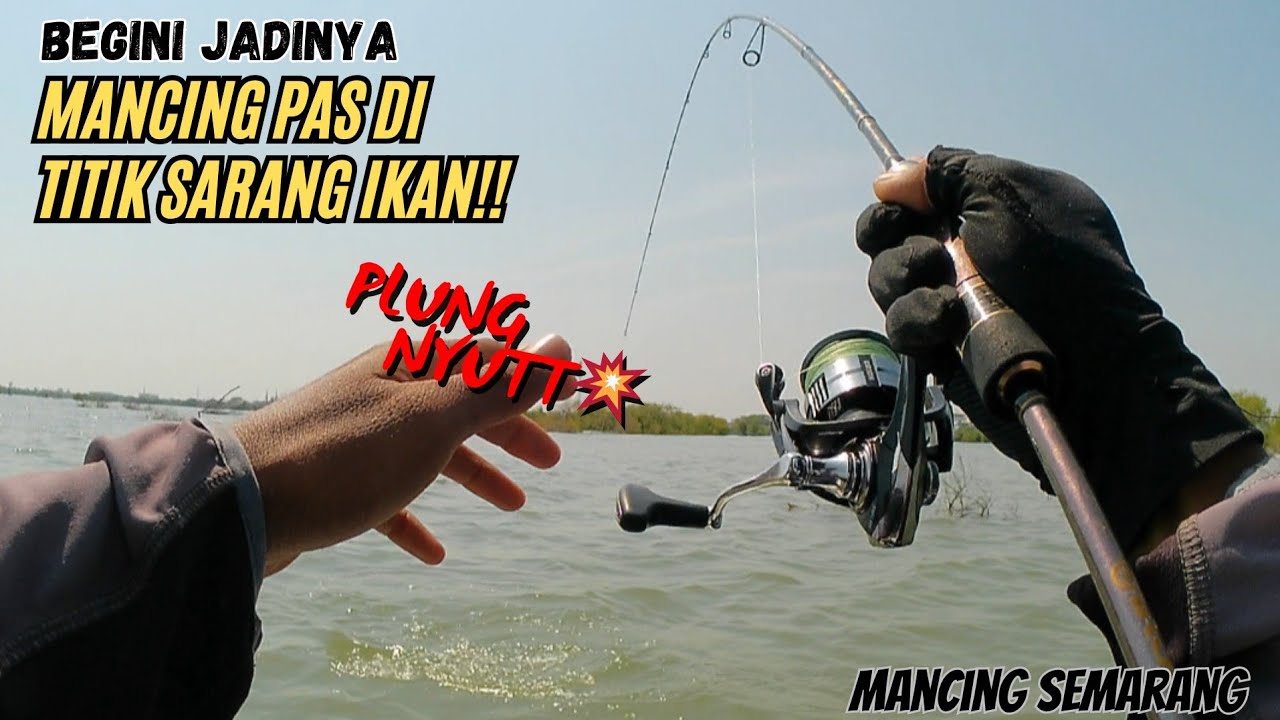 GAK NYANGKA‼️ CUMA LEMPAR SATU TITIK IKAN MAKAN TERUS