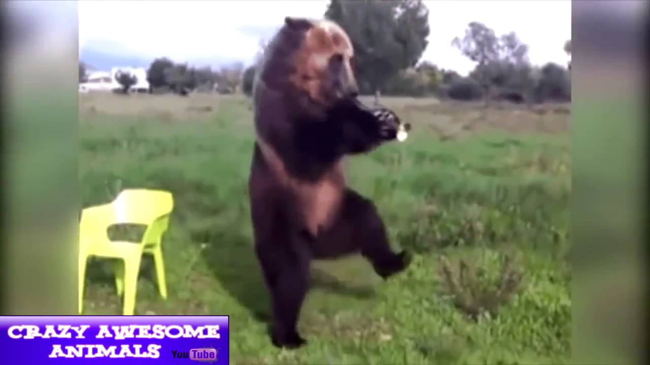 GIFS with SOUND   Only Animals 11