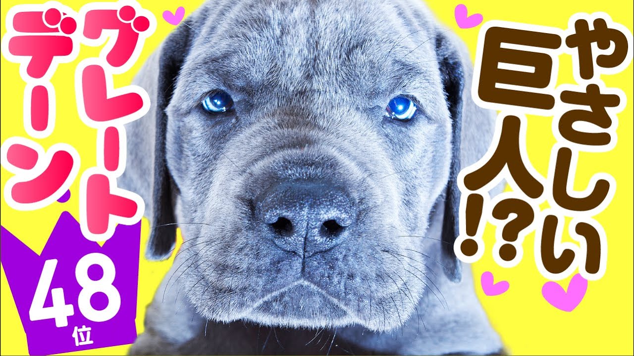 Нравится ли вам догхантер (немецкий мастиф)？❤️ТОП100 видео о породах собак #48