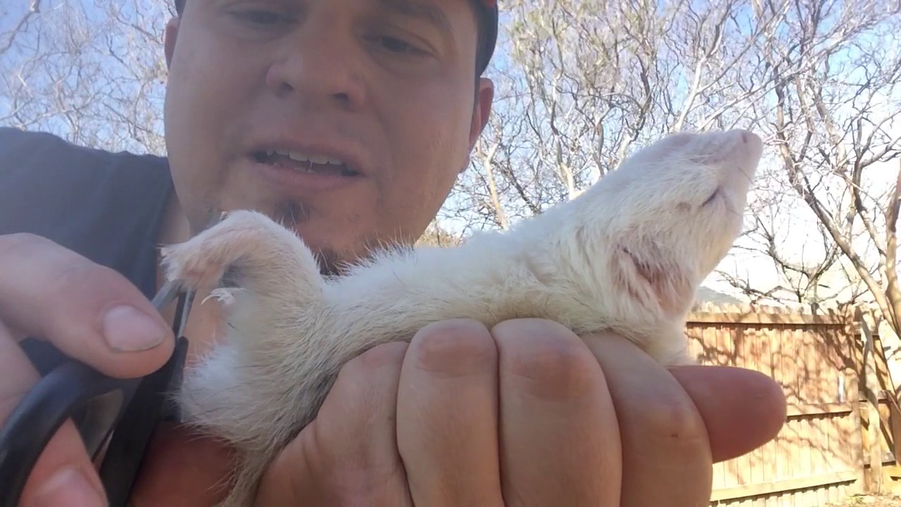 How to clip ferret nails