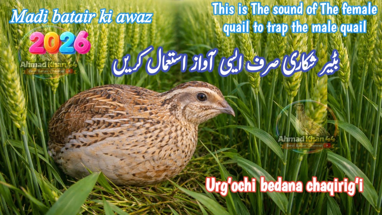 Madi Batair Ki Kirk 2026_Female quail sound_Madi batair ki awaz_Female Quail Sound Calling MaleQuail