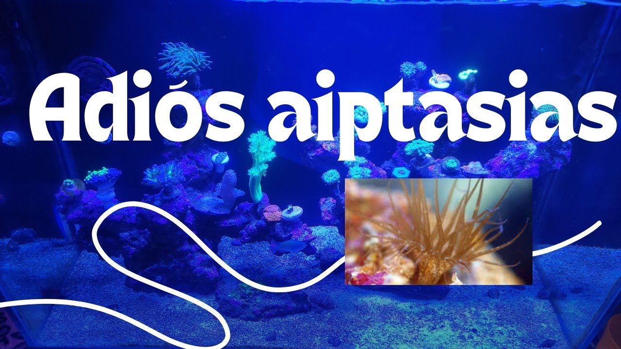 La SOLUCIÓN definitiva para las  AIPTASIAS!! 💉🪸🌴