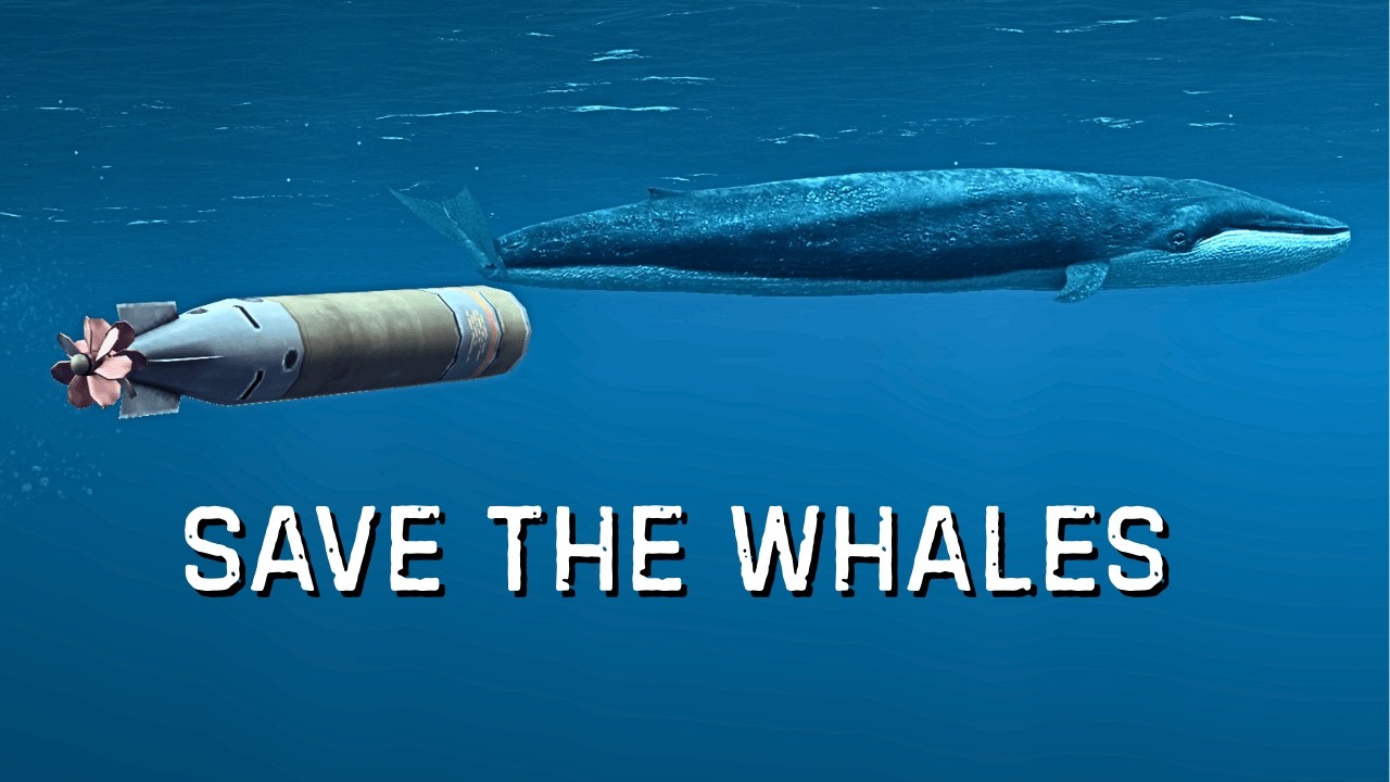 Sea Power - The Quick and Easy Whale to Identify A Whale in SECONDS