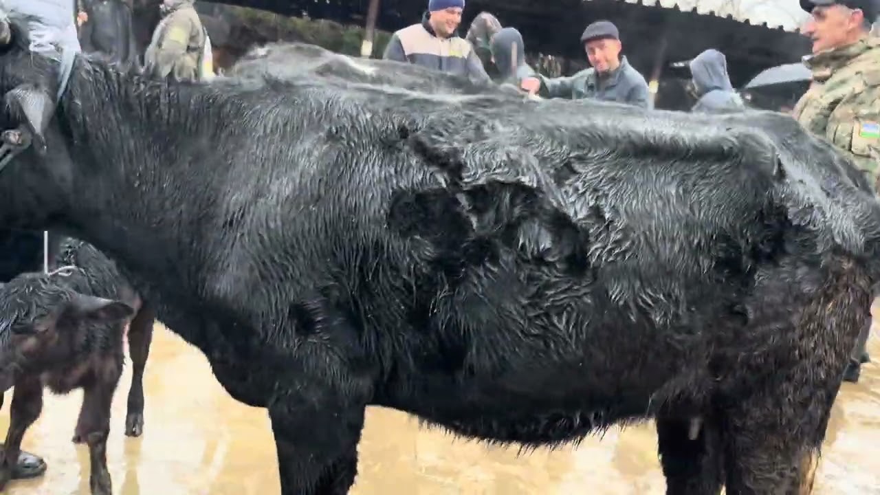 Angren mol bozori sigirlar qatori 05.02.26 #fermeruz #sigirlar #sigir #molbozor #qochqorlar #tanalar