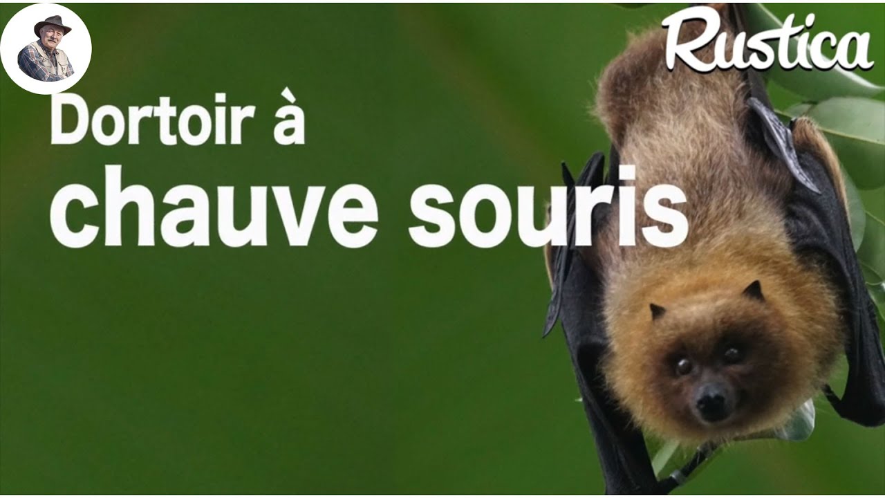 Un abri pour chauve-souris