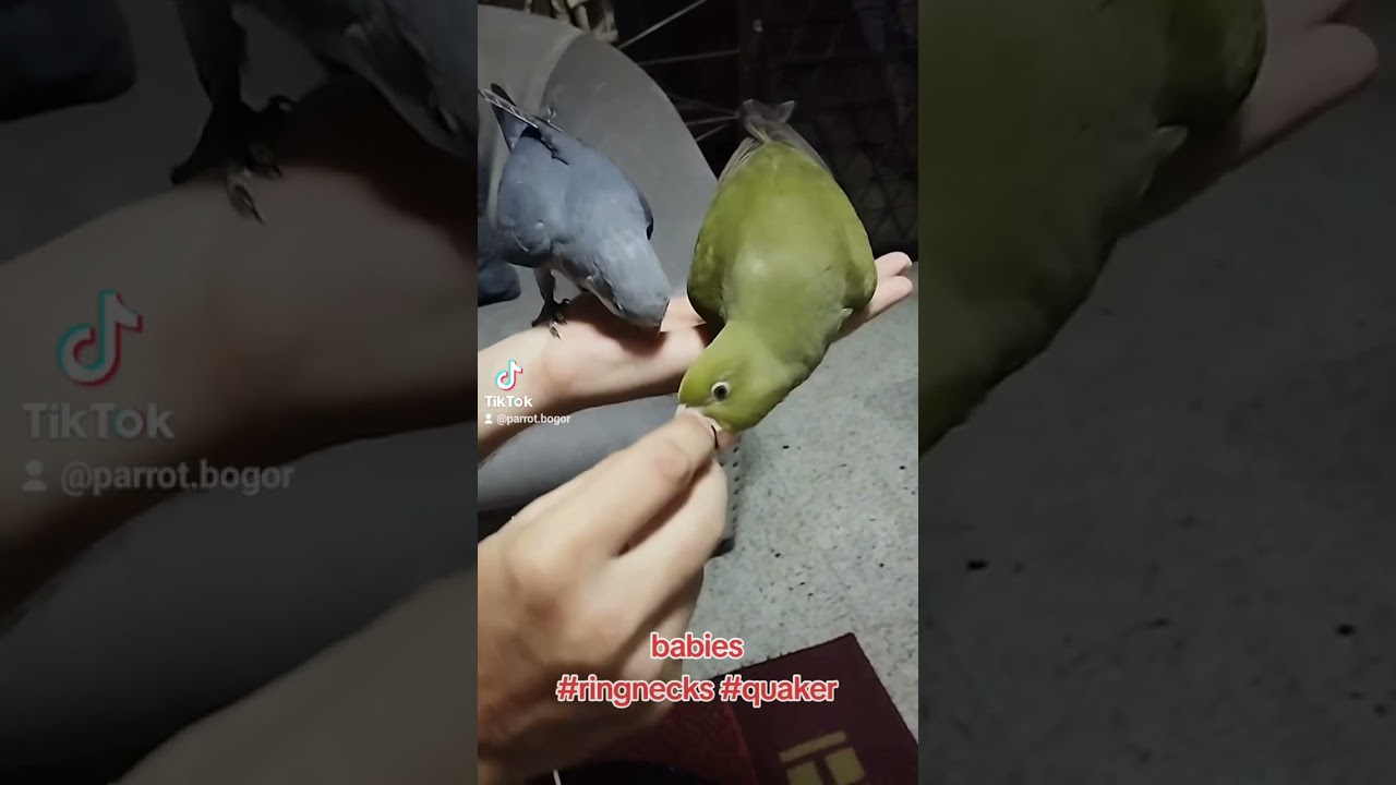 Lapar yah kamu😊 #ringneck #anakanparbeng #parrot #parrotbogor #parrotjinakbogor #parbeng #bogorpisan