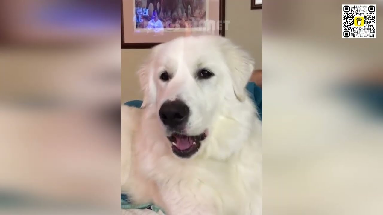 🐶🤯 Самые милые видео с собаками: приготовьтесь к безудержной улыбке! 🤗🐕