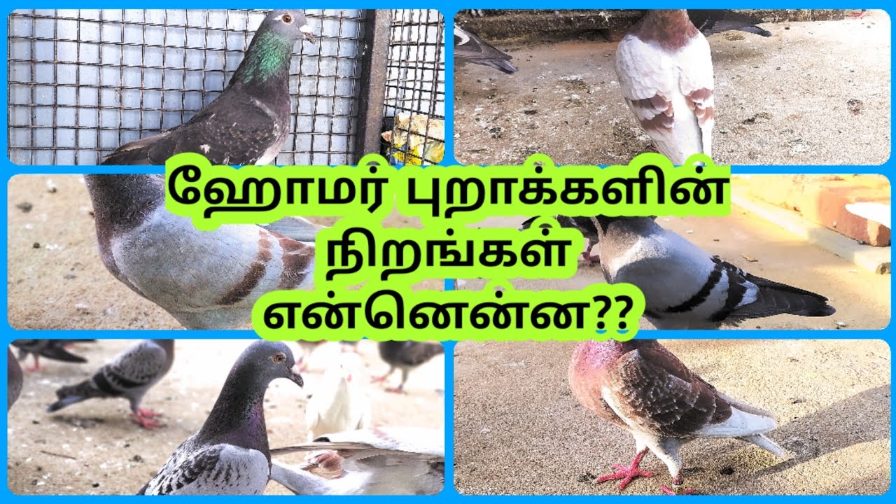 COLORS OF HOMER PIGEONS | BEGINNER TIPS | CHENNAI PIGEONS
