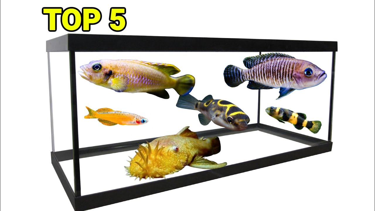 Top 5 Fish Ideas For a 20 Gallon Long Aquarium [ft. Girl Talks Fish]