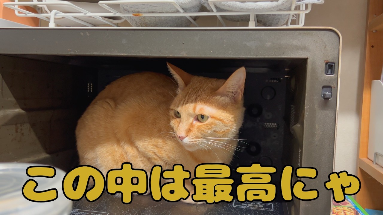 【保護猫】🐈夜のひと時にゃ🐈の巻【にゃんこ日和】【rescued cat】