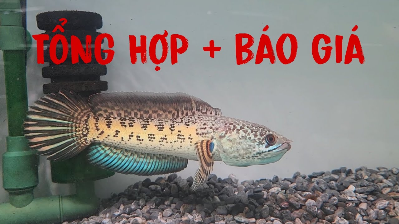 TỔNG HỢP + BÁO GIÁ CÁ LÓC CẢNH NGÀY 28/9/2025 TẠI TY CHANNA SHOP #cácảnh #channa #tychanna 