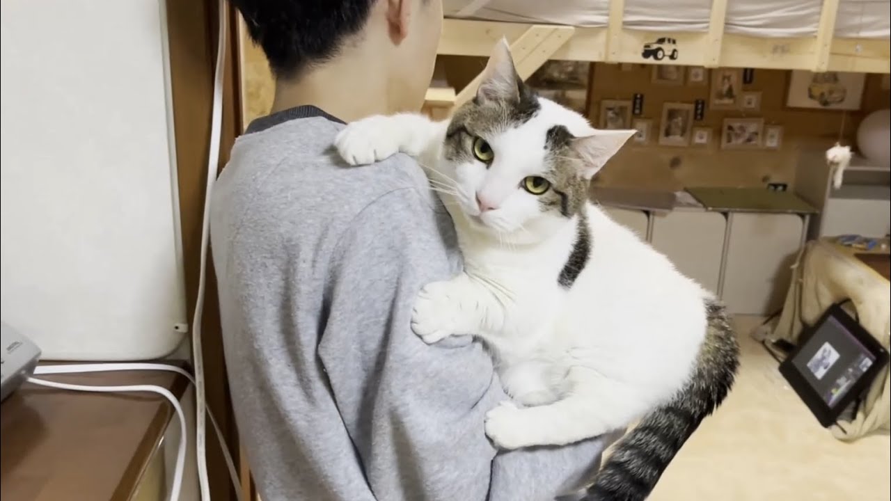 次々と色々なスキルを身に着けていく猫