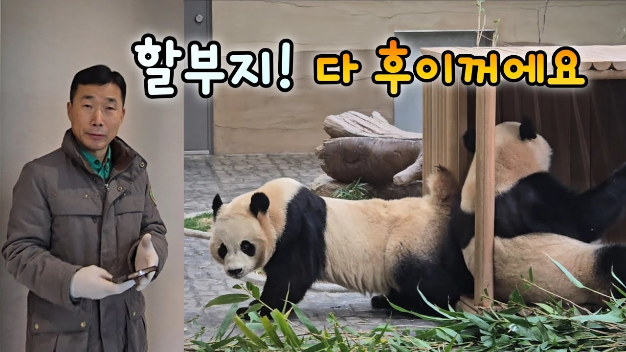 루이후이 애착자리로 루이를 데려가려는 후이 | 수요일 오후 영상💕26.02.11 Everland Ruibao Huibao 