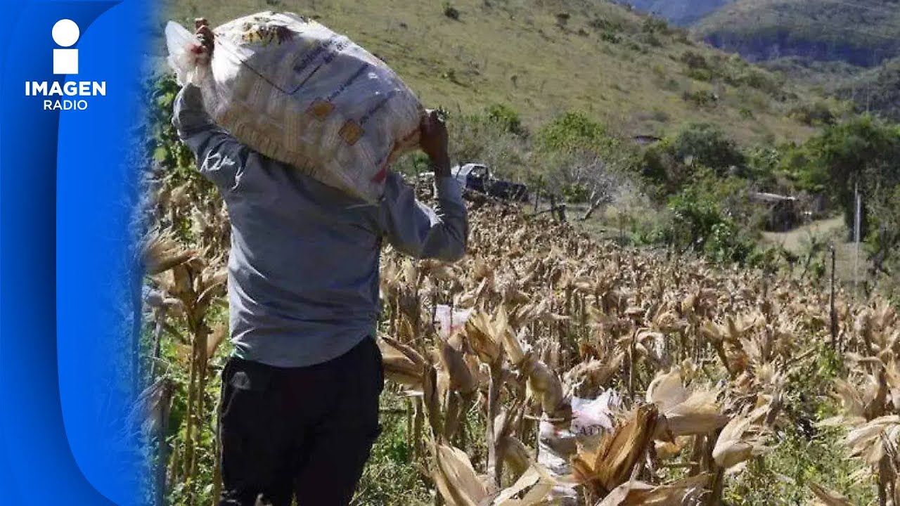 Complicada la situación para los productores agrícolas de granos en México