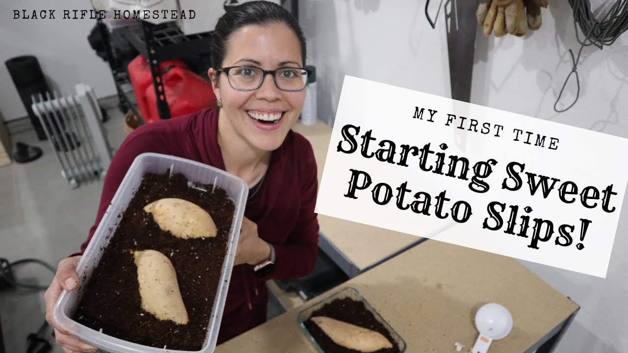 Starting sweet potato slips + SEEDLING UPDATE! | March 2022