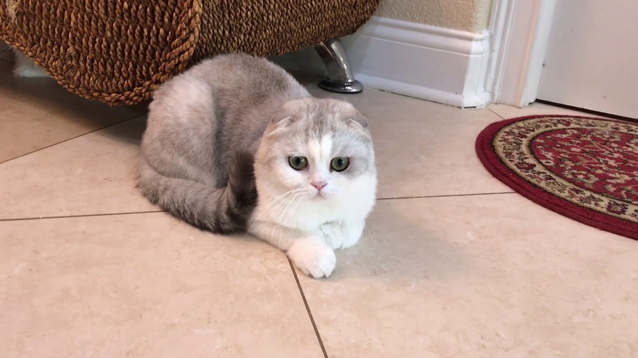 Cattery Virtual Tour - Adorable Stars + Nursery Baby Kittens