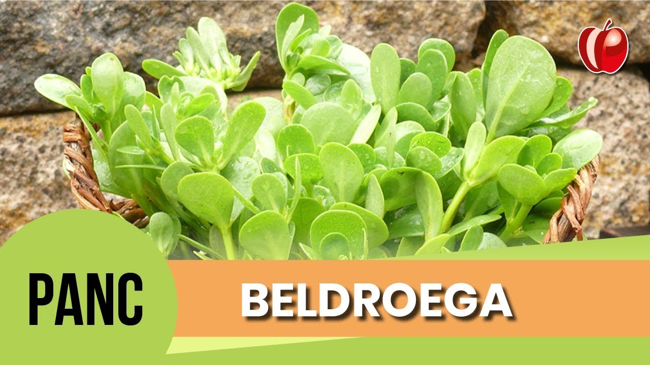 Beldroega | Conhecendo as PANC | Hamburguer e Sopa com Beldroega | VP Nutrição Funcional