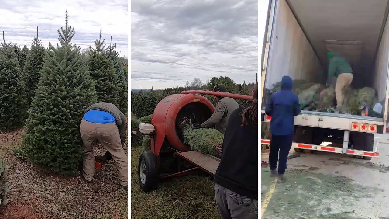 Introduction to the Maine Christmas Tree Industry