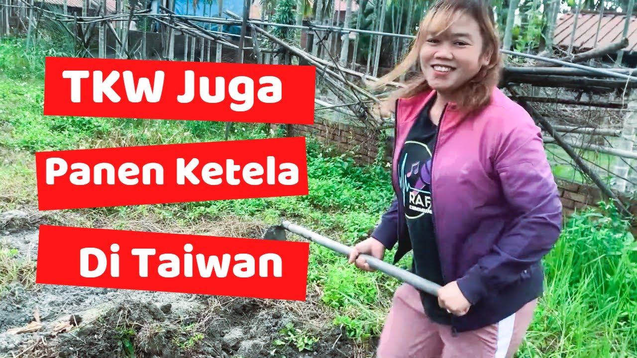 Taiwan Rasa Indonesia : Panen Singkong di Desa | Daily Vlog Tkw Taiwan 178