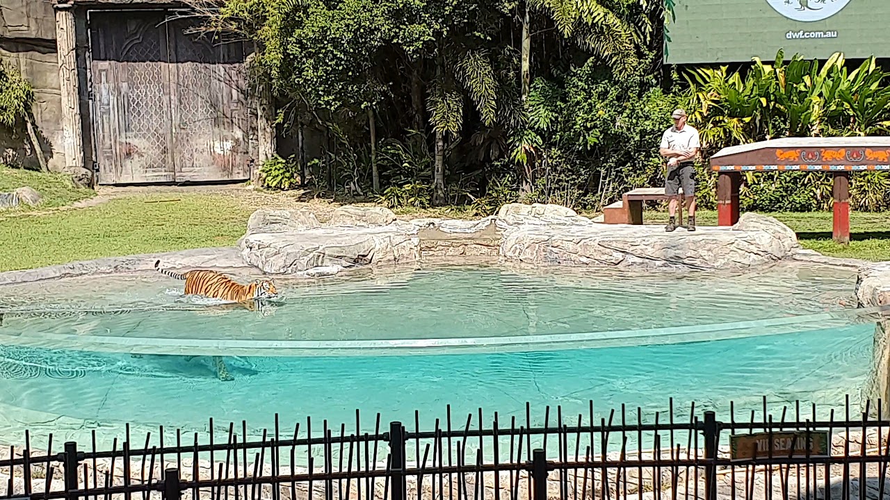 Tiger Island Dreamworld, Tiger presentation 01/09/2021