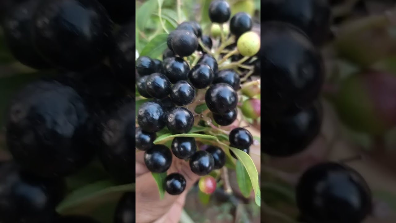 மகிழ்ச்சிதான் ஆரோக்கியம்.அதற்கு எதிராயுள்ள சோகம் தான் பிணி.